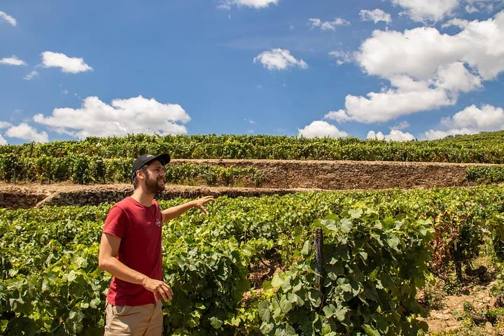 Terraced Douro Valley vineyards on a wine tour from Porto with lunch and river cruise, Portugal