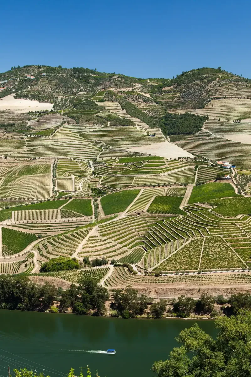 Terraced vineyards above the Douro river on a Douro Valley wine tour from Porto